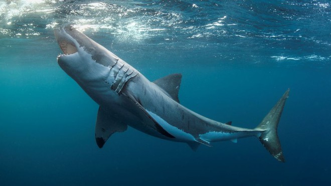 Nghiên cứu minh oan cho sát thủ đại dương: cá mập tấn công nhầm con người do nhầm lẫn  - Ảnh 1.