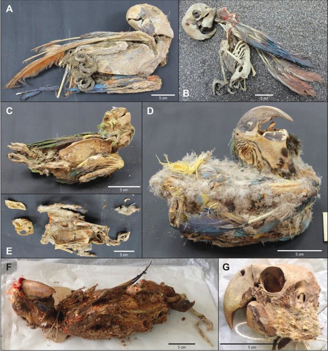 Cuộc sống khốn khó của những chú chim sinh ra trong rừng Amazon và trở thành xác ướp trên sa mạc Atacama - Ảnh 3.