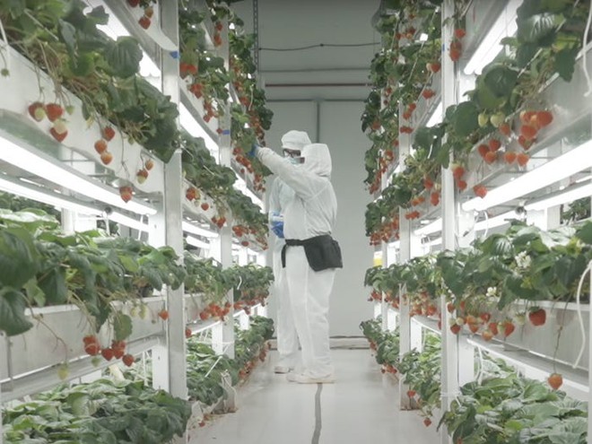 Cách tạo ra những quả dâu tây xa xỉ trong các trang trại thẳng đứng được điều khiển bằng AI ở Mỹ - Ảnh 2.