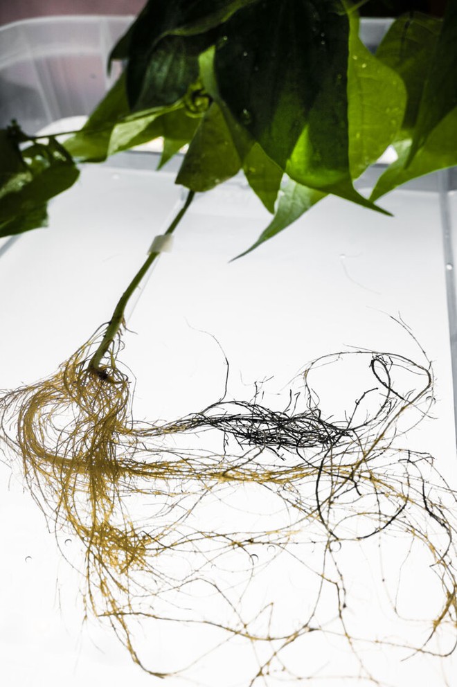 Đột phá: thực vật với bộ rễ lưu trữ được năng lượng điện, làm cơ sở phát triển cây lai máy trong tương lai - Ảnh 2.