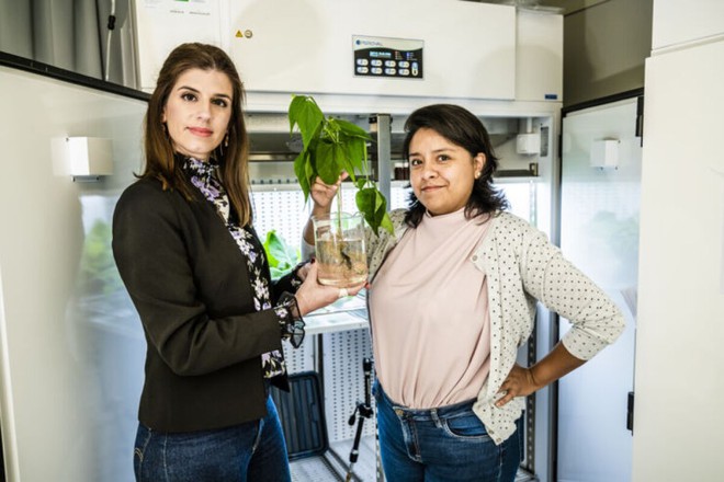 Breakthrough: plants with roots that store electrical energy, serve as the basis for the future development of hybrid plants - Photo 1.