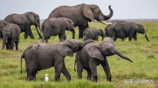 In fact, it has been proven that lions and spotted hyenas can completely turn elephants into prey, especially in the dry season - Photo 3.