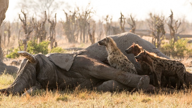 In fact, it has been proven that lions and spotted hyenas can completely turn elephants into prey, especially in the dry season - Photo 1.