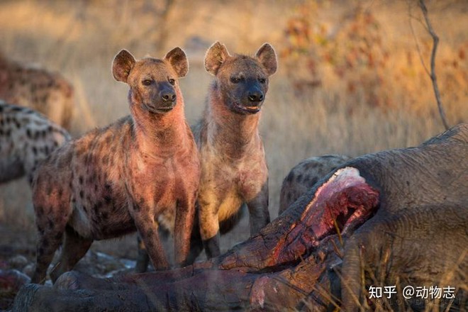 In fact, it has been proven that lions and spotted hyenas can completely turn elephants into prey, especially in the dry season - Photo 2.