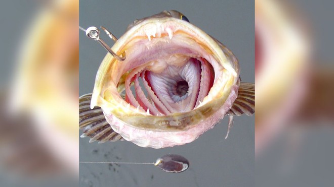 Loài cá có đến 555 chiếc răng, mỗi ngày rụng rồi lại mọc 20 chiếc mới - Ảnh 2.