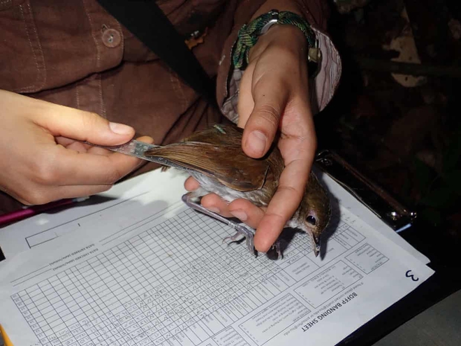 Amazon forest birds are shrinking - Photo 2.