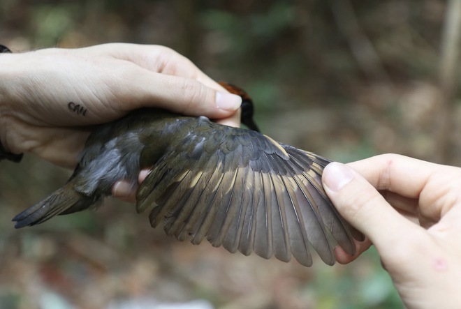 Các loài chim rừng Amazon đang bị thu hẹp - Ảnh 3.