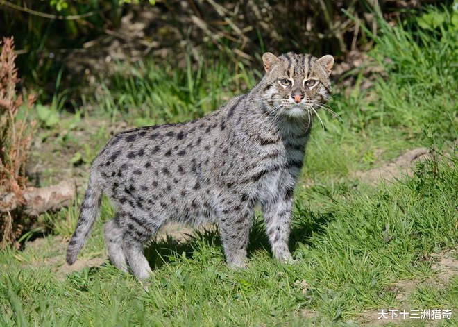 Top 10 rare cat species in the world - Photo 9.