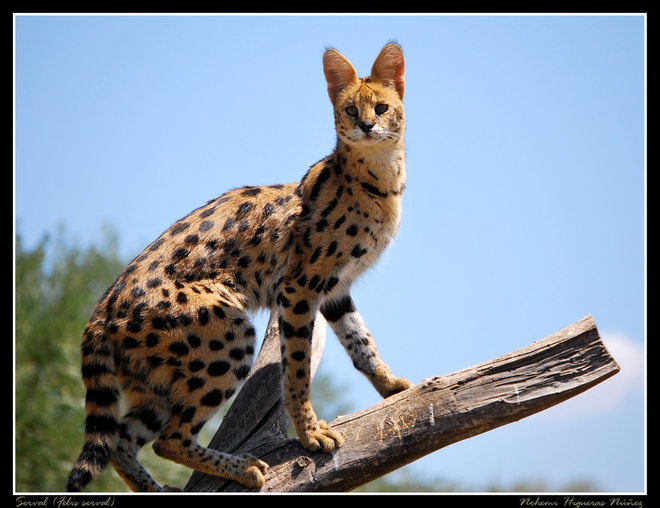 Top 10 rare cat species in the world - Photo 10.