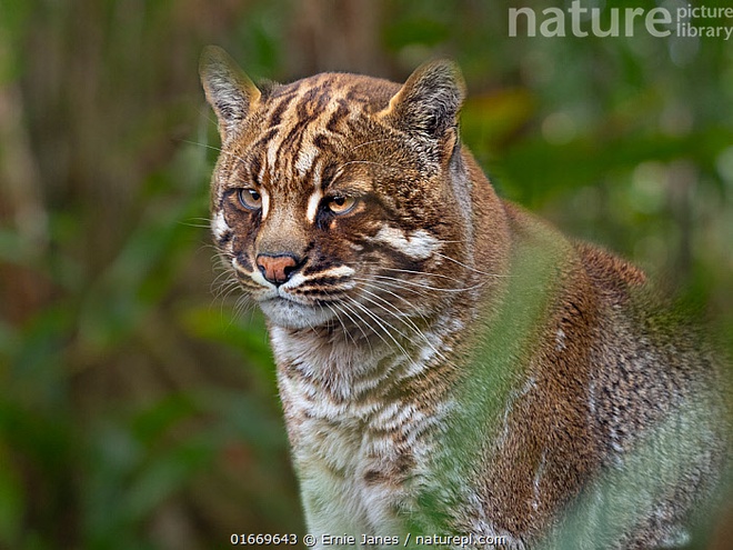 Top 10 rare cat species in the world - Photo 11.