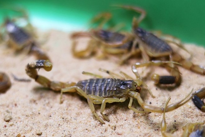 Egypt: thousands of scorpions ran into people's houses to avoid floods, burning more than 500 people hospitalized in just 1 night - Photo 1.