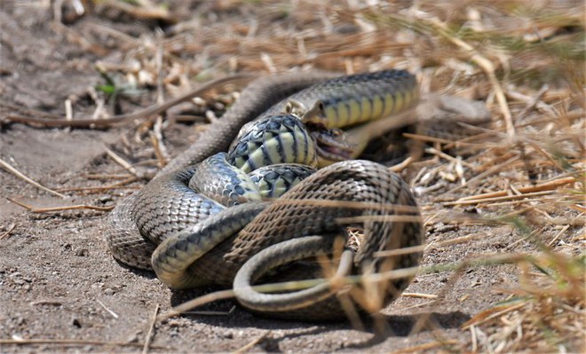 For the first time in the animal world, there is a species where the male dares to eat the roof of the house - Photo 4.