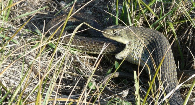 For the first time in the animal world, there is a species where the male dares to eat the roof of the house - Photo 5.