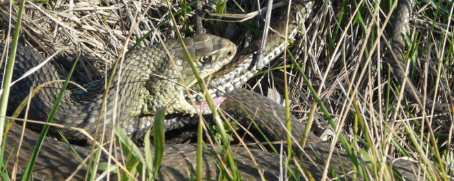 For the first time in the animal world, there is a species where the male dares to eat the roof of the house - Photo 3.