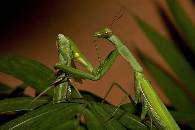 For the first time in the animal world, there is a species where the male dares to eat the roof of the house - Photo 1.