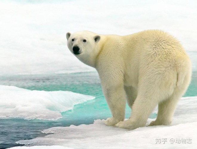 Gấu Bắc Cực có thể tồn tại ở Nam Cực không? - Ảnh 1.