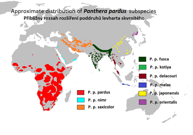 Nghiên cứu mới: Báo hoa mai Châu Phi và báo hoa mai Châu Á có thể là những loài khác nhau - Ảnh 1.