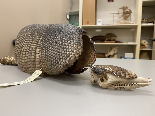 Một chuyến săn người ngoài hành tinh trong thị trấn đang bị bao vây bởi những con armadillo tại Mỹ - Ảnh 6. Một chuyến săn người ngoài hành tinh trong thị trấn đang bị bao vây bởi những con armadillo tại Mỹ - Ảnh 6.
