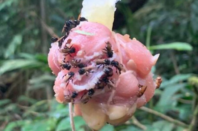 “Ong kền kền” tiến hóa để ăn được thịt, thậm chí có cả khuẩn ruột giúp tiêu hóa thức ăn - Ảnh 4. “Ong kền kền” tiến hóa để ăn được thịt, thậm chí có cả khuẩn ruột giúp tiêu hóa thức ăn - Ảnh 4.