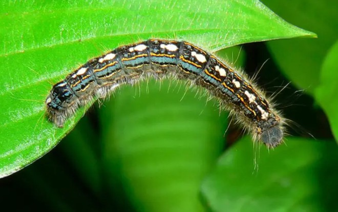 Ngay cả những loài sâu bướm nhỏ và phàm ăn cũng có tác động lớn đến lượng khí thải carbon toàn cầu - Ảnh 3.