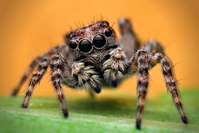 Đây là loài nhện có IQ cao nhất trong tự nhiên, chúng biết đếm, đánh giá đối thủ và săn mồi có chiến thuật - Ảnh 1.