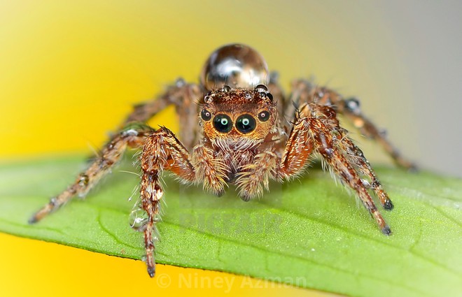 Đây là loài nhện có IQ cao nhất trong tự nhiên, chúng biết đếm, đánh giá đối thủ và săn mồi có chiến thuật - Ảnh 8.