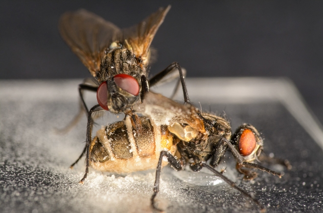 Kinh hoàng loài nấm tạo ra tình dược, kích thích ruồi đực giao phối với ruồi cái đã ngủm củ tỏi - Ảnh 1.