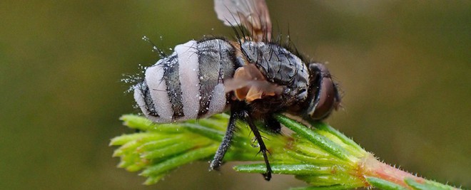 Kinh hoàng loài nấm tạo ra tình dược, kích thích ruồi đực giao phối với ruồi cái đã ngủm củ tỏi - Ảnh 5.