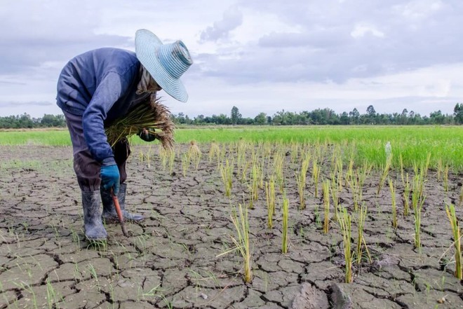 Biến đổi khí hậu đe dọa nghiêm trọng tới sinh kế của người nông dân và ngành nông nghiệp toàn cầu - Ảnh 1.