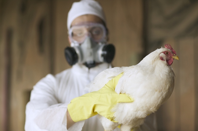 Nga cảnh báo WHO về 7 trường hợp đầu tiên ở người nhiễm cúm gia cầm H5N8 - Ảnh 3.