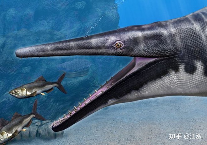 Phát hiện loài Thương long mới sở hữu cá miệng của loài cá sấu - Ảnh 4.