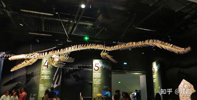 Phát hiện loài Thương long mới sở hữu cá miệng của loài cá sấu - Ảnh 6.