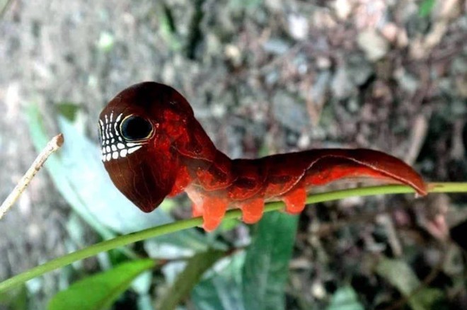 Loài sâu bướm này bắt chước một chiếc đầu lâu đáng sợ để đe dọa những kẻ săn mồi có ý định tấn công chúng - Ảnh 1.