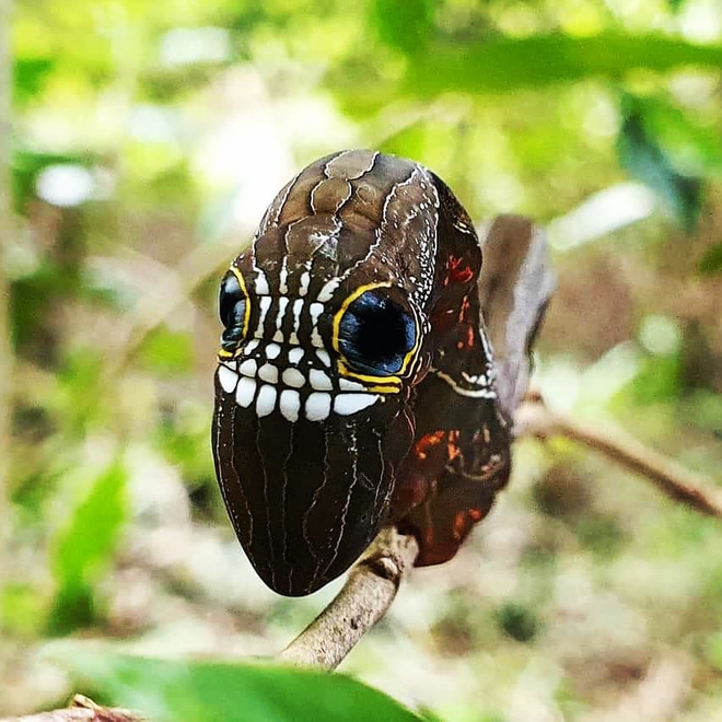 Loài sâu bướm này bắt chước một chiếc đầu lâu đáng sợ để đe dọa những kẻ săn mồi có ý định tấn công chúng - Ảnh 9.