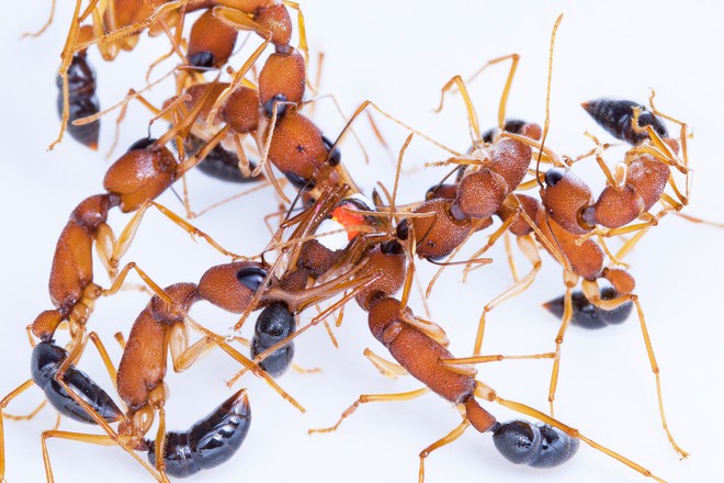 Các nhà khoa học phát hiện loài kiến sẵn sàng giảm kích cỡ bộ não để trở thành kiến chúa - Ảnh 2. Các nhà khoa học phát hiện loài kiến sẵn sàng giảm kích cỡ bộ não để trở thành kiến chúa - Ảnh 2.
