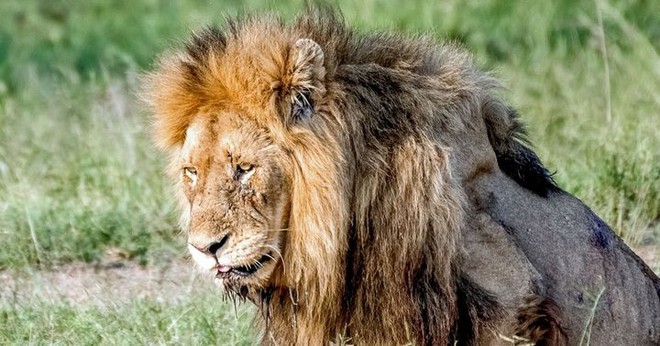 Chùm ảnh: khoảnh khắc cuối đời của vua sư tử Skar từng ngự trị đồng cỏ Nam Phi - Ảnh 4.