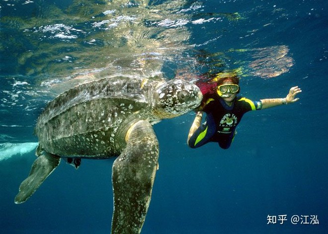 Discovered ancient sea turtles bigger than a car - Photo 3.