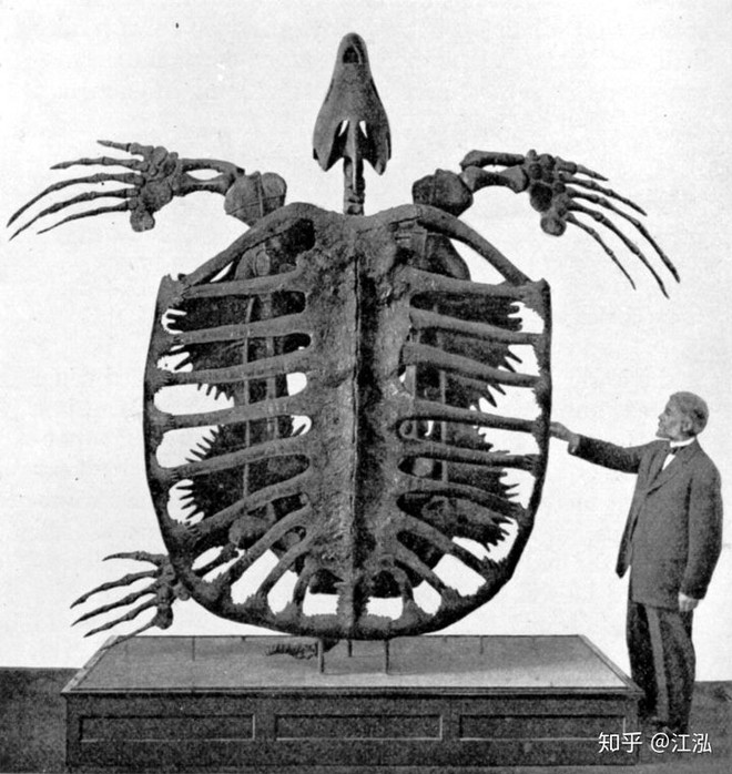 Phát hiện loài rùa biển cổ đại còn to lớn hơn cả một cái ô tô - Ảnh 1.