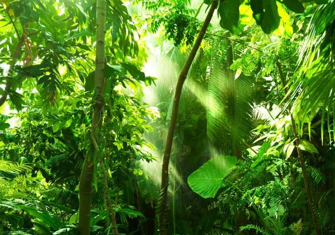Thiên thạch từng làm loài khủng long tuyệt chủng là nguyên nhân tạo nên những cánh rừng nhiệt đới ngày nay? - Ảnh 2. Thiên thạch từng làm loài khủng long tuyệt chủng là nguyên nhân tạo nên những cánh rừng nhiệt đới ngày nay? - Ảnh 2.