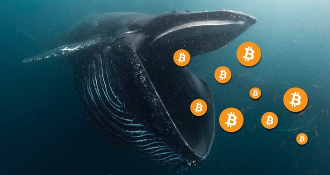 Số lượng cá voi bitcoin vừa sụt giảm xuống mức thấp đáng kể - Ảnh 2.