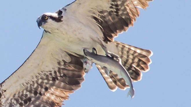 Nhiếp ảnh gia chụp được khoảnh khắc khó tin: Một con chim như đang quá giang trên nhành cây mà một con chim khác đang mang đi - Ảnh 2.