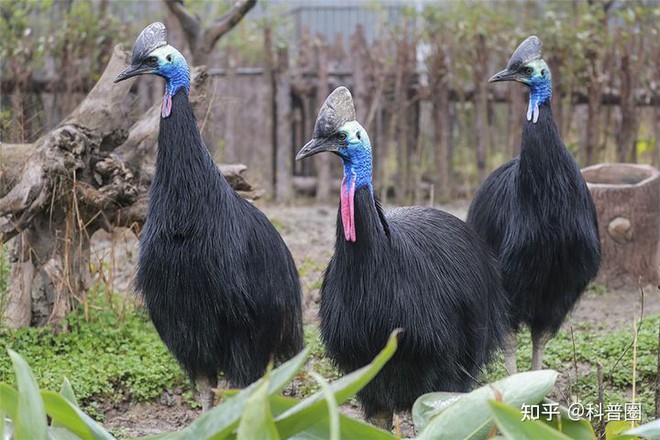 Cassowary: The most dangerous bird on the planet, even the military has to fear them for some part - Photo 3.