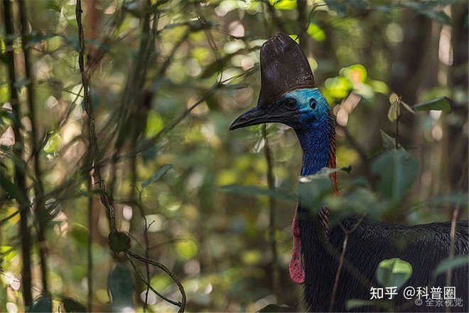 Cassowary: The most dangerous bird on the planet, even the military has to fear them for some part - Photo 2.