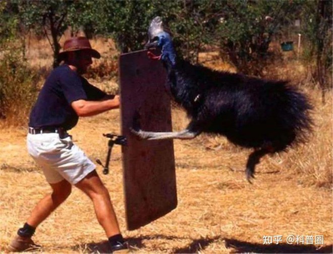 Cassowary: The most dangerous bird on the planet, even the military has to fear them for some part - Photo 7.