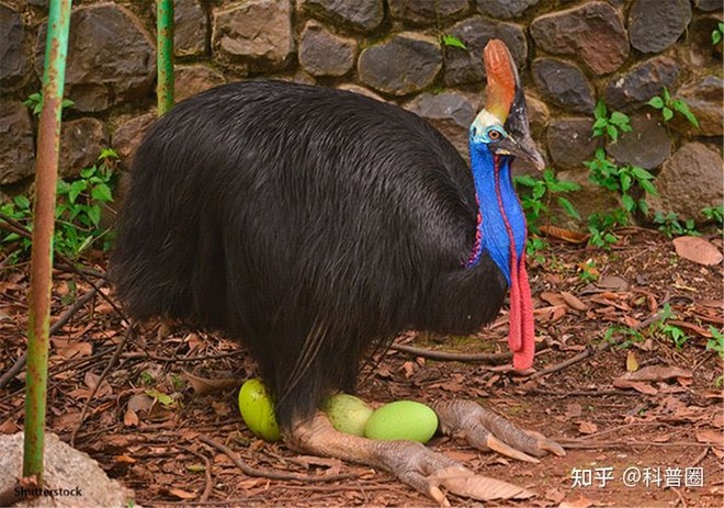 Cassowary: The most dangerous bird on the planet, even the military has to fear them for some part - Photo 5.