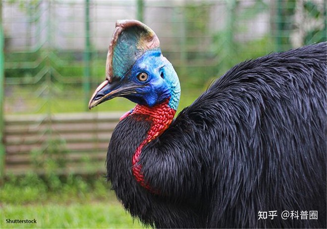 Cassowary: The most dangerous bird on the planet, even the military has to fear them for some part - Photo 1.