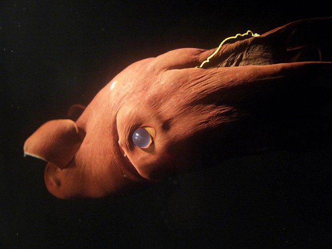 Vampyroteuthis infernalis: Loài ma cà rồng dưới đáy biển sâu - Ảnh 7.