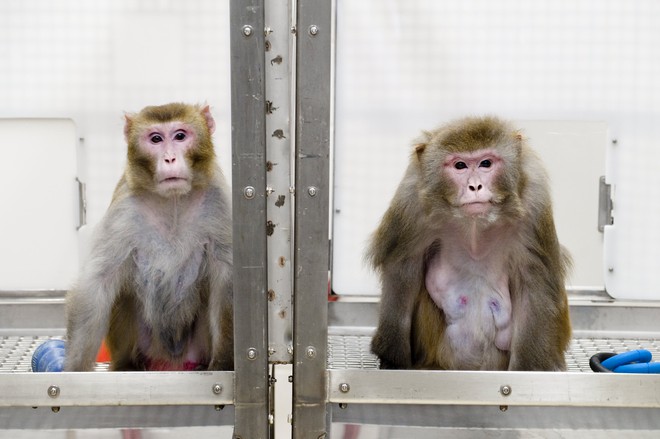 Đại dịch COVID-19 khiến Trung Quốc hết sạch khỉ để thí nghiệm - Ảnh 1.