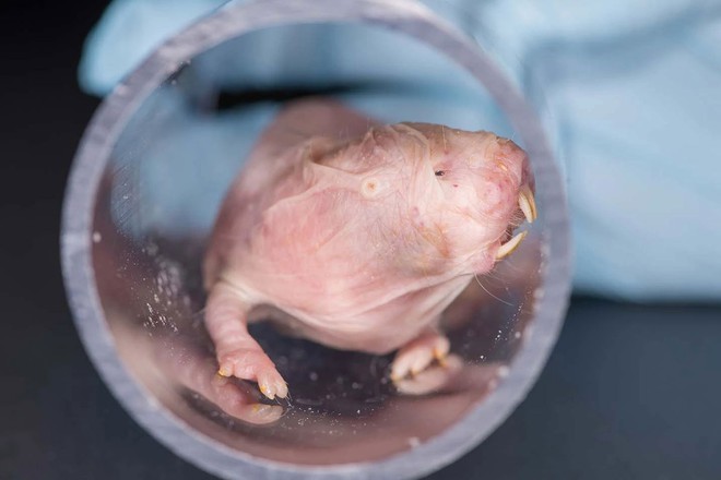 Cuộc đời bí ẩn của con chuột chũi già nhất thế giới: Thách thức tử thần, sắp ăn sinh nhật ở cái tuổi cao gấp 9 lần đồng loại - Ảnh 1.