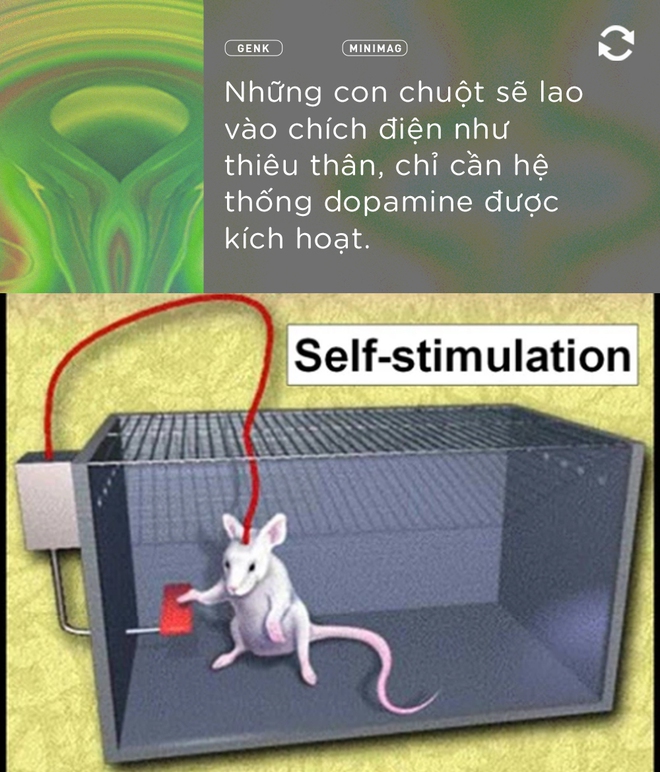 Bệnh nhân B-19 và tham vọng hoán cải giới tính con người bằng phẫu thuật não - Ảnh 11. Bệnh nhân B-19 và tham vọng hoán cải giới tính con người bằng phẫu thuật não - Ảnh 11.
